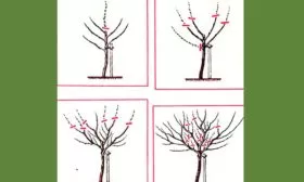 Особенности формирования кроны яблони обрезка