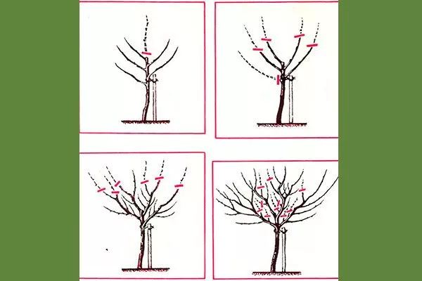 Особенности формирования кроны яблони обрезка