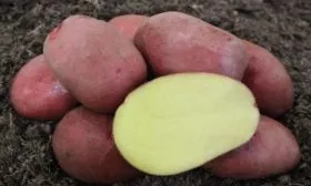 особенности картофеля Мираж