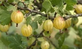 особенности крыжовника Русский жёлтый