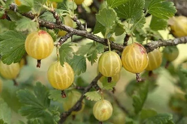 особенности крыжовника Русский жёлтый