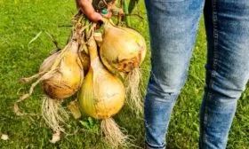 особенности лука Сибирь