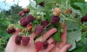 особенности малины сорта Пересвет
