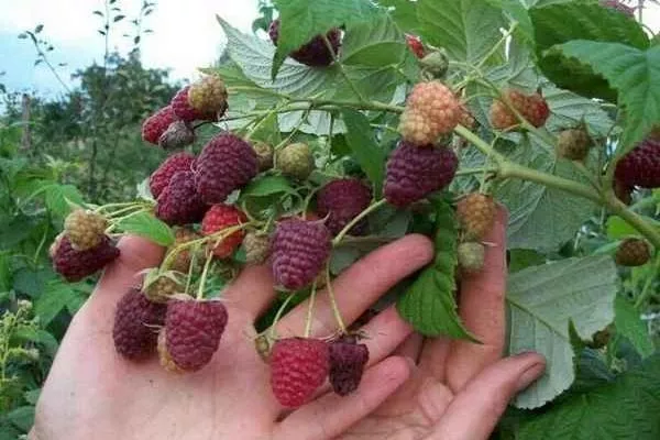 особенности малины сорта Пересвет