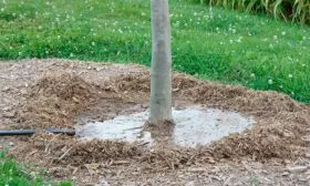 Особенности полива Яблоня Жигулёвское