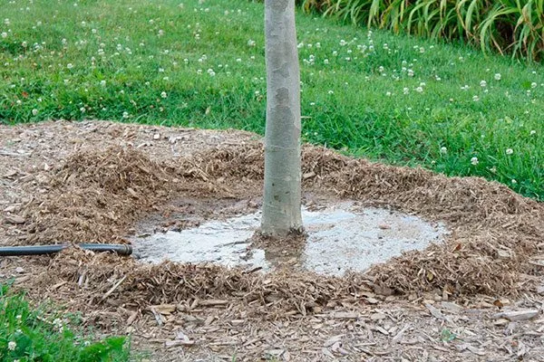 Особенности полива Яблоня Жигулёвское