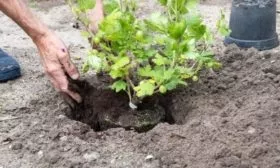 особенности посадки крыжовника Куршу Дзинтарс