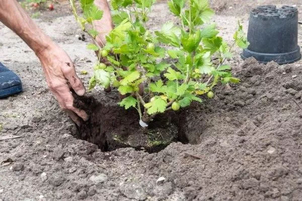 особенности посадки крыжовника Куршу Дзинтарс