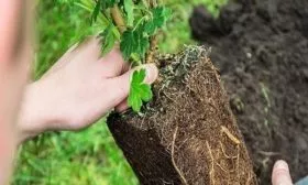 особенности посадки крыжовника сорта Русский жёлтый