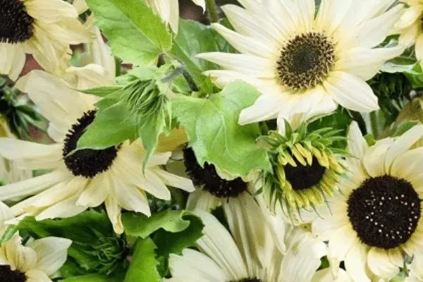 особенности выращивания Белого подсолнечника