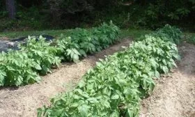 особенности выращивания картофеля Чугунка