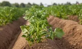 особенности выращивания картофеля Мираж