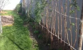 особенности выращивания малины Соколица