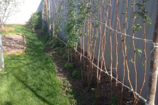 особенности выращивания малины Соколица