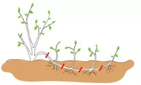 Отводки Яблоня Победитель