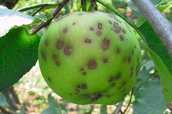 Парша яблони васюган