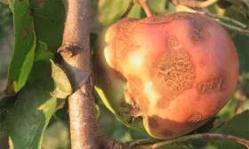 Парша яблони яблони Синап Орловский6