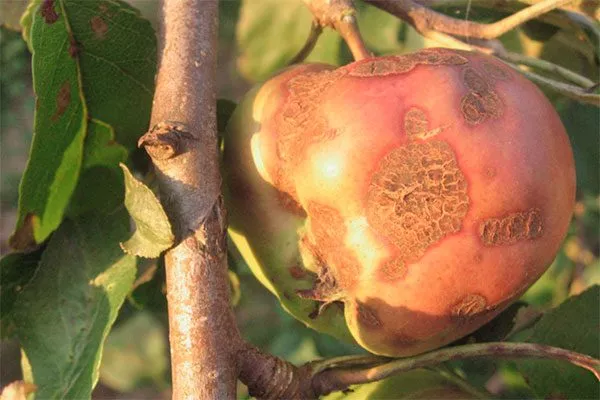 Парша яблони яблони Синап Орловский6