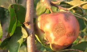 Парша Яблоня Медуница