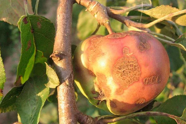 Парша Яблоня Медуница