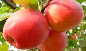 Пепин шафранный