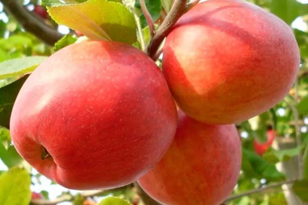 Пепин шафранный