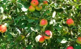pepin_shafran1 яблони Пепин шафранный2