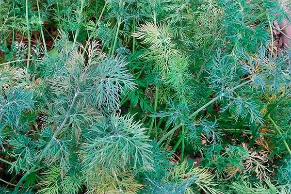 Пероноспороз Укроп Обильнолистный