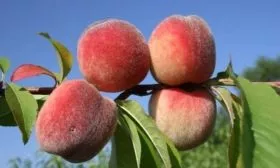 персик Пушистый ранний