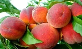 персик сорта Пушистый ранний