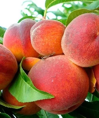 персик сорта Пушистый ранний