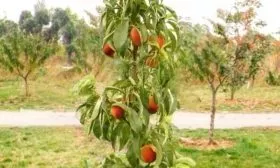 персик сорта Сувенир