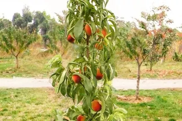 персик сорта Сувенир