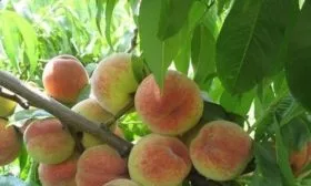 persik-sorta-turist плоды