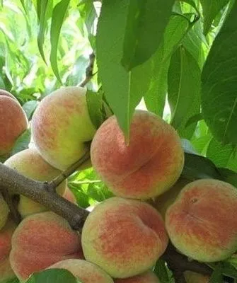 persik-sorta-turist плоды