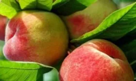 персик Сувенир