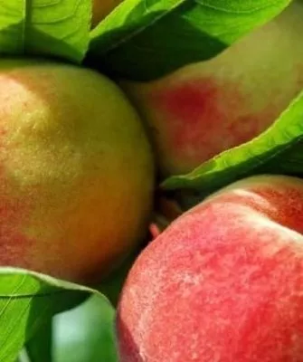 персик Сувенир