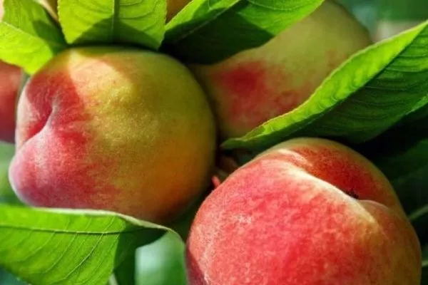 персик Сувенир