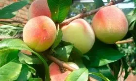 Персик турист на главную