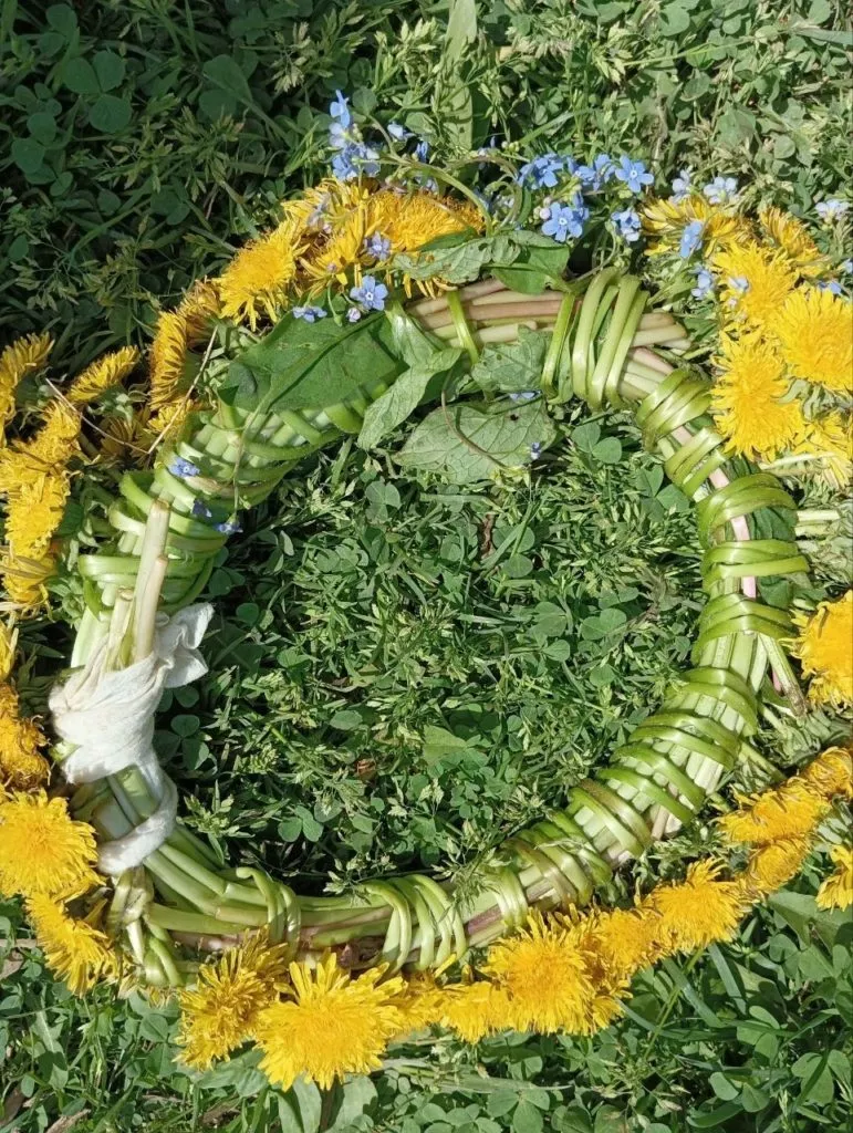 Одуванчики на даче-лекарство под ногами