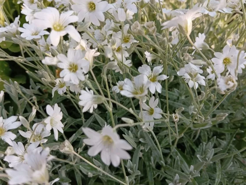 Ясколка что это за цветок такой