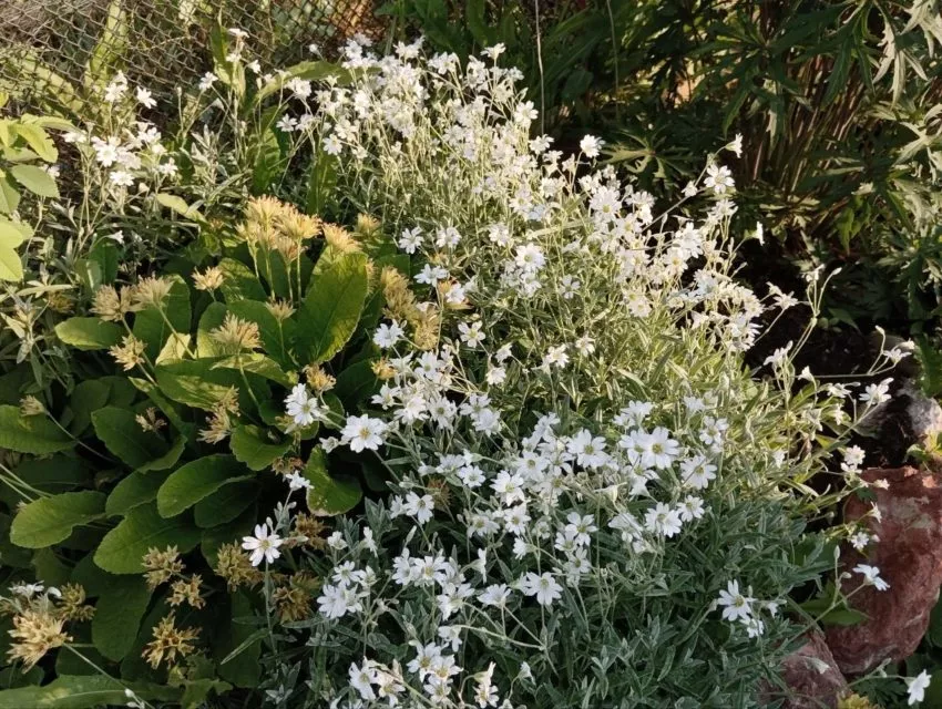 Ясколка что это за цветок такой