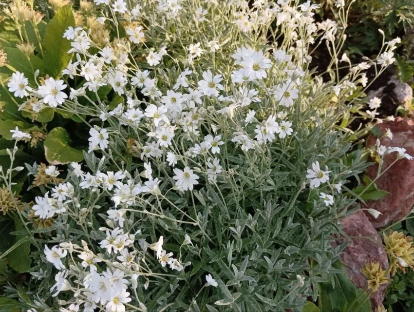 Ясколка что это за цветок такой