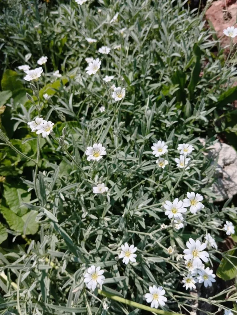 Ясколка что это за цветок такой