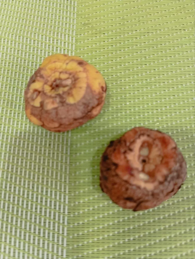 Почему у гладиолусов потемневшие клубни?