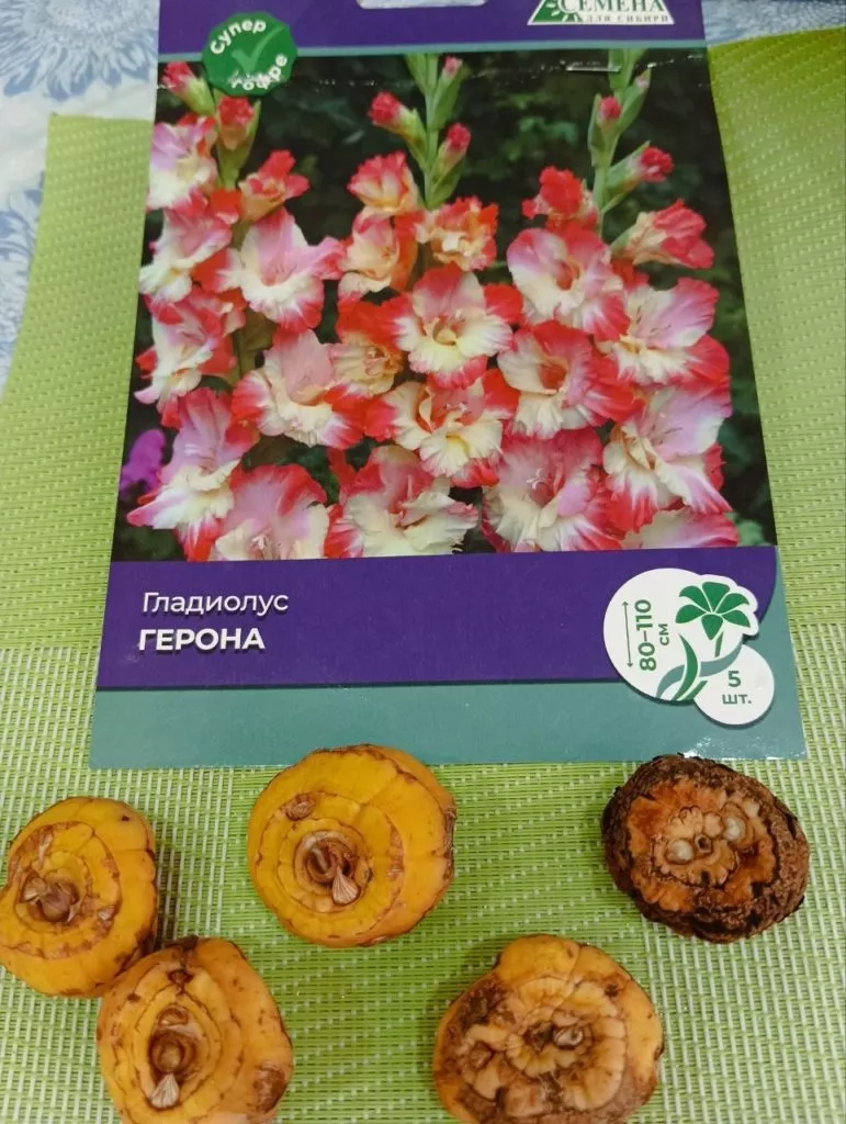 Почему у гладиолусов потемневшие клубни?