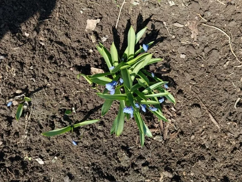 Пролеска сибирская или сцилла-самый ранний первоцвет