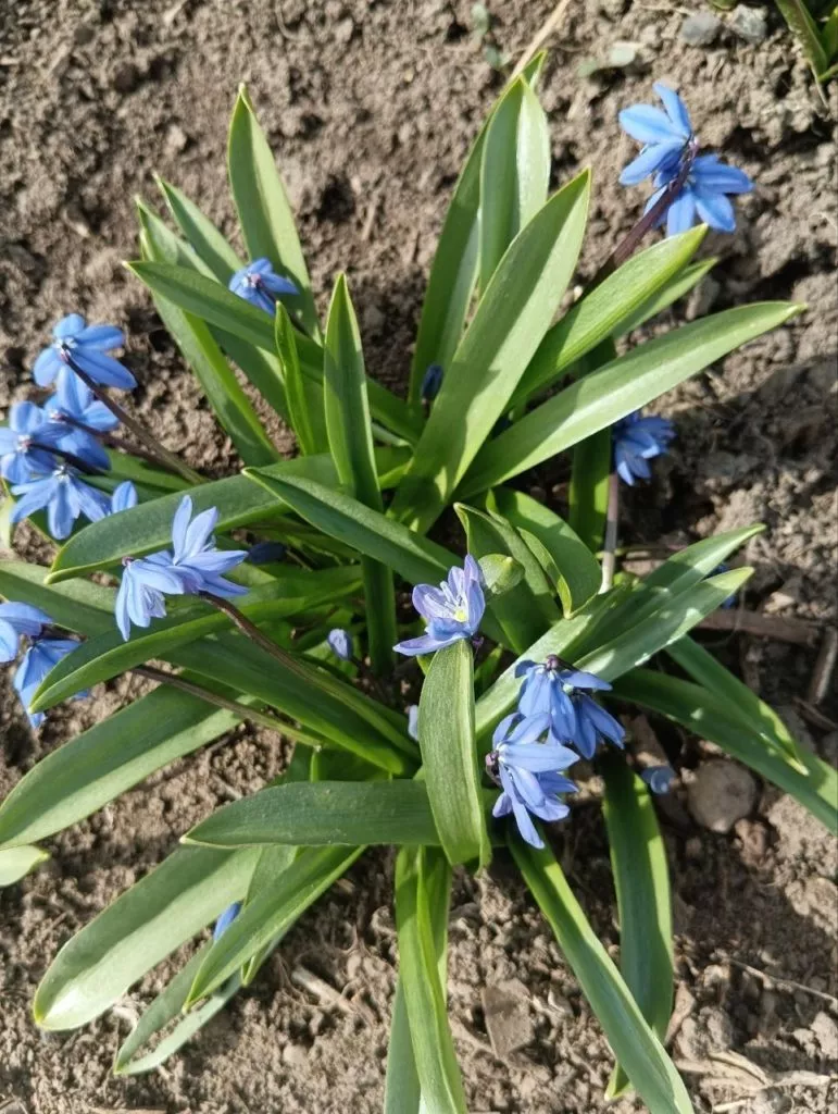 Пролеска сибирская или сцилла-самый ранний первоцвет