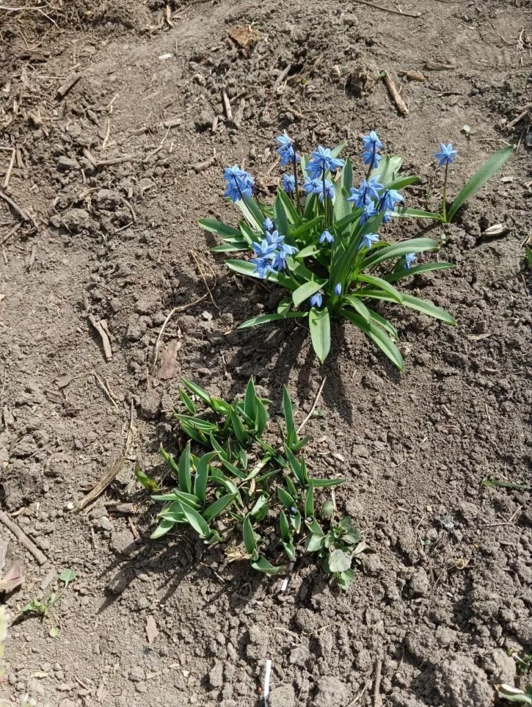 Пролеска сибирская или сцилла-самый ранний первоцвет