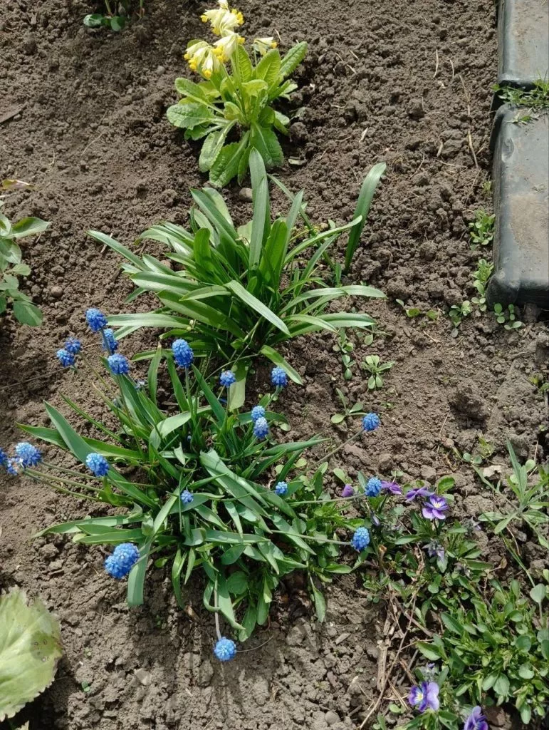 Пролеска сибирская или сцилла-самый ранний первоцвет